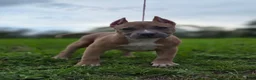 American Bully dogs for sale: American Bully Puppy 3 - Ad 1