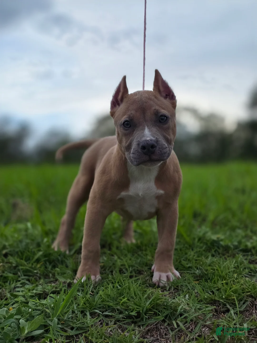 American Bully dogs for sale: American Bully Puppy 3 - Ad 1