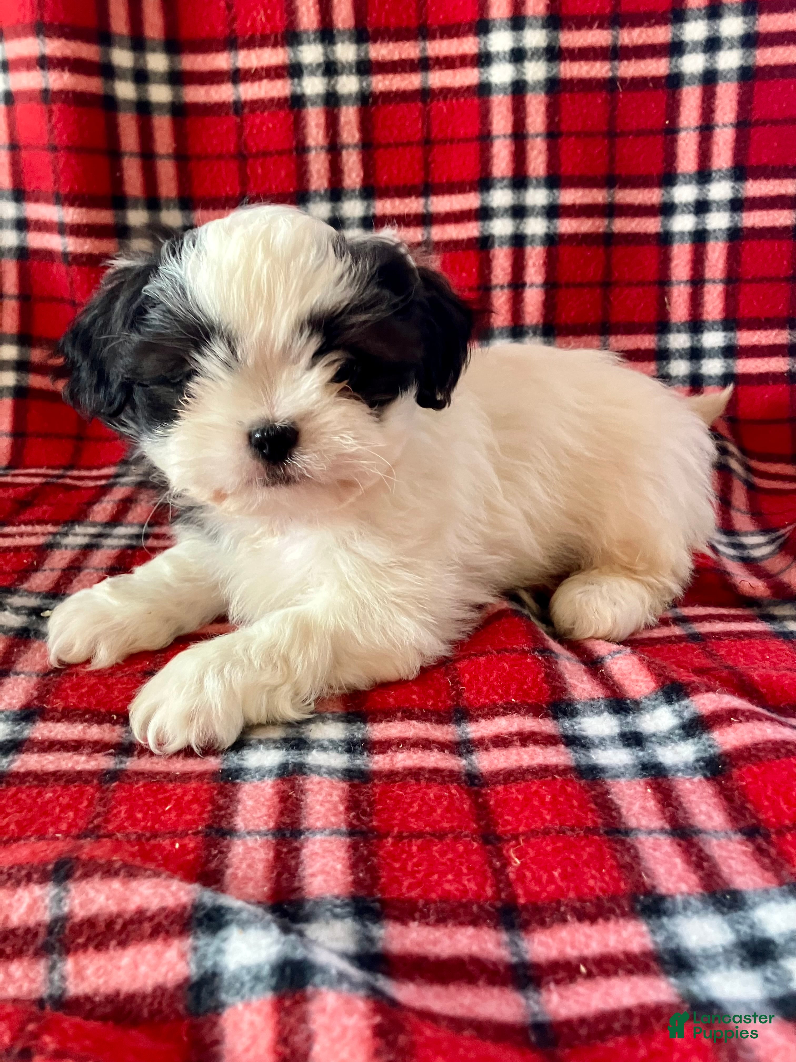 Shih Tzu dogs Louie - Ad 36
