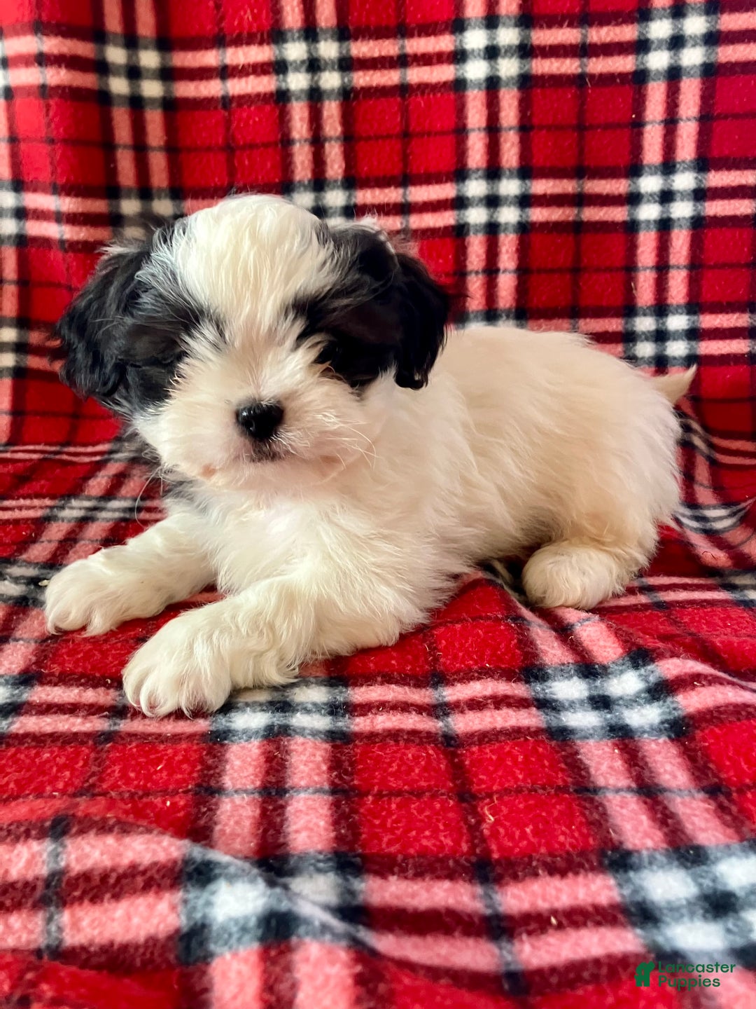 Shih Tzu dogs for sale: Louie - Ad 1