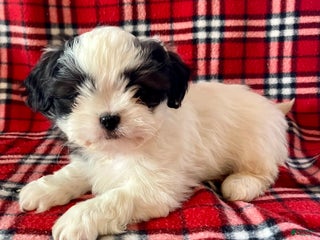 Shih Tzu dogs Louie - Ad 36
