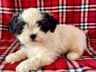Shih Tzu dogs Louie - Ad 19