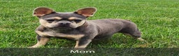 French Bulldog dogs for sale: Kane - Ad 12