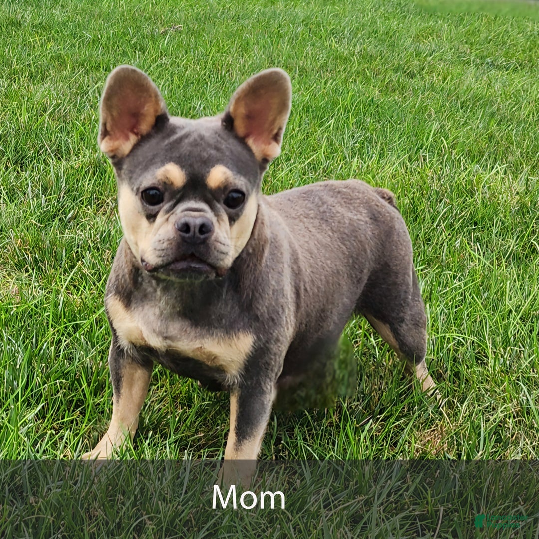 French Bulldog dogs for sale: Kane - Ad 12