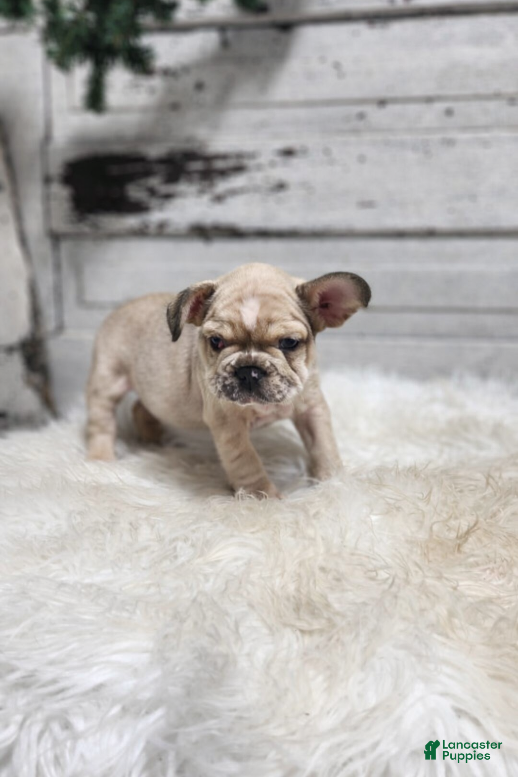 French Bulldog dogs Boomer - Ad 2