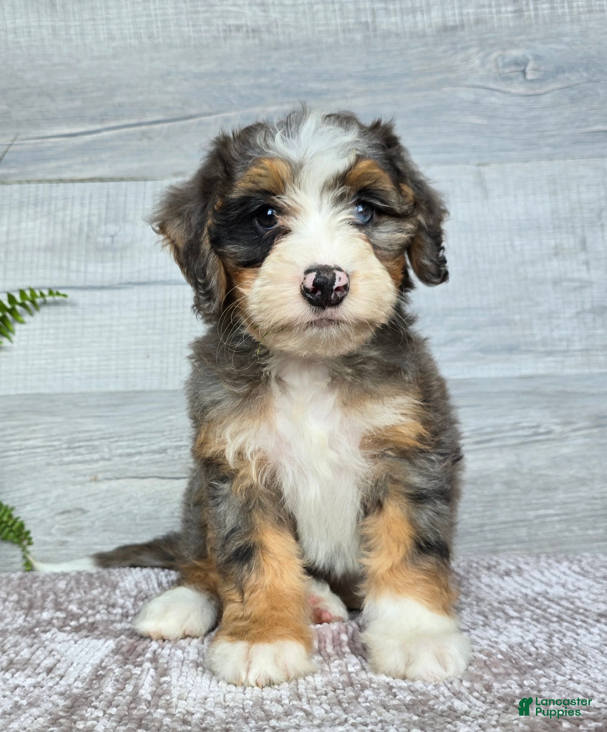 Mini Bernedoodle dogs for sale: Mini Daisy - Ad 2
