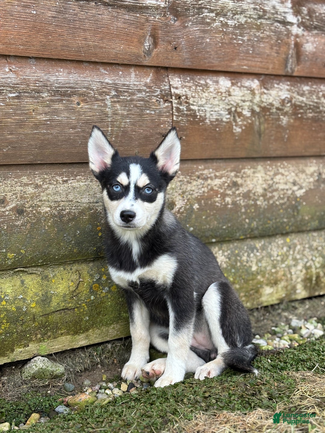 Pomsky dogs for sale: Bella - Ad 2