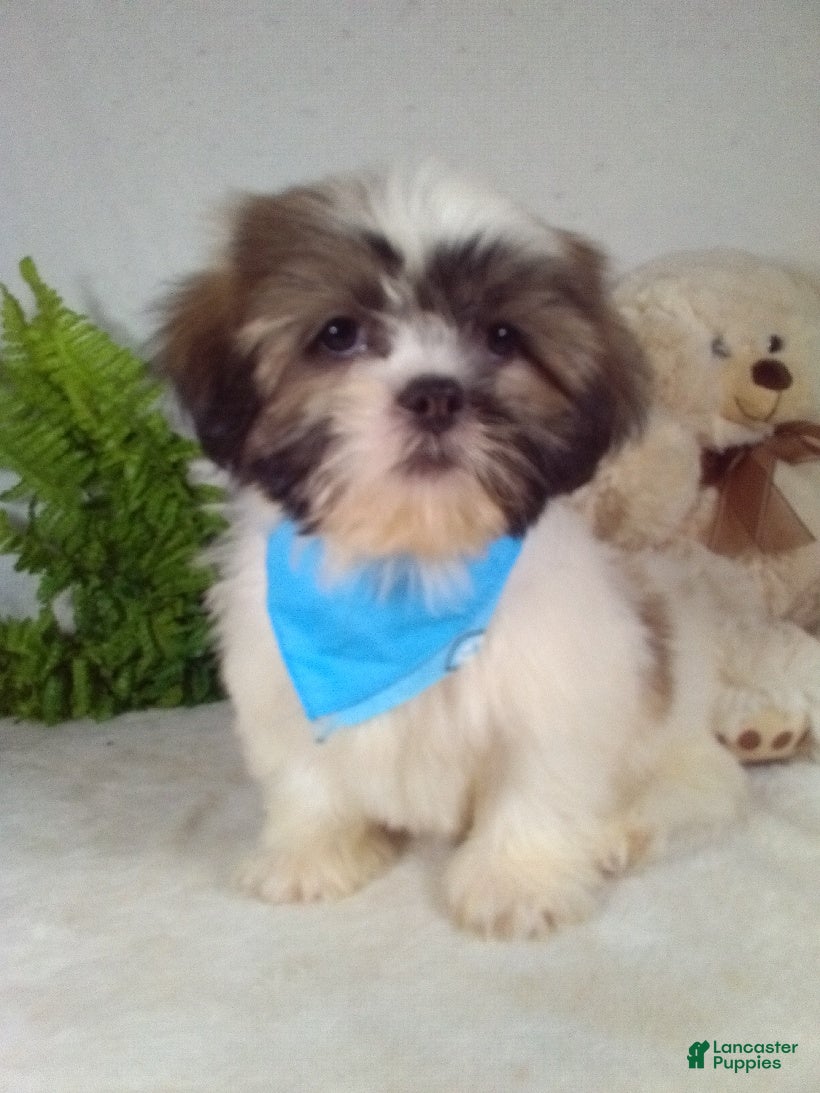 Shih Tzu dogs Marley - Ad 1