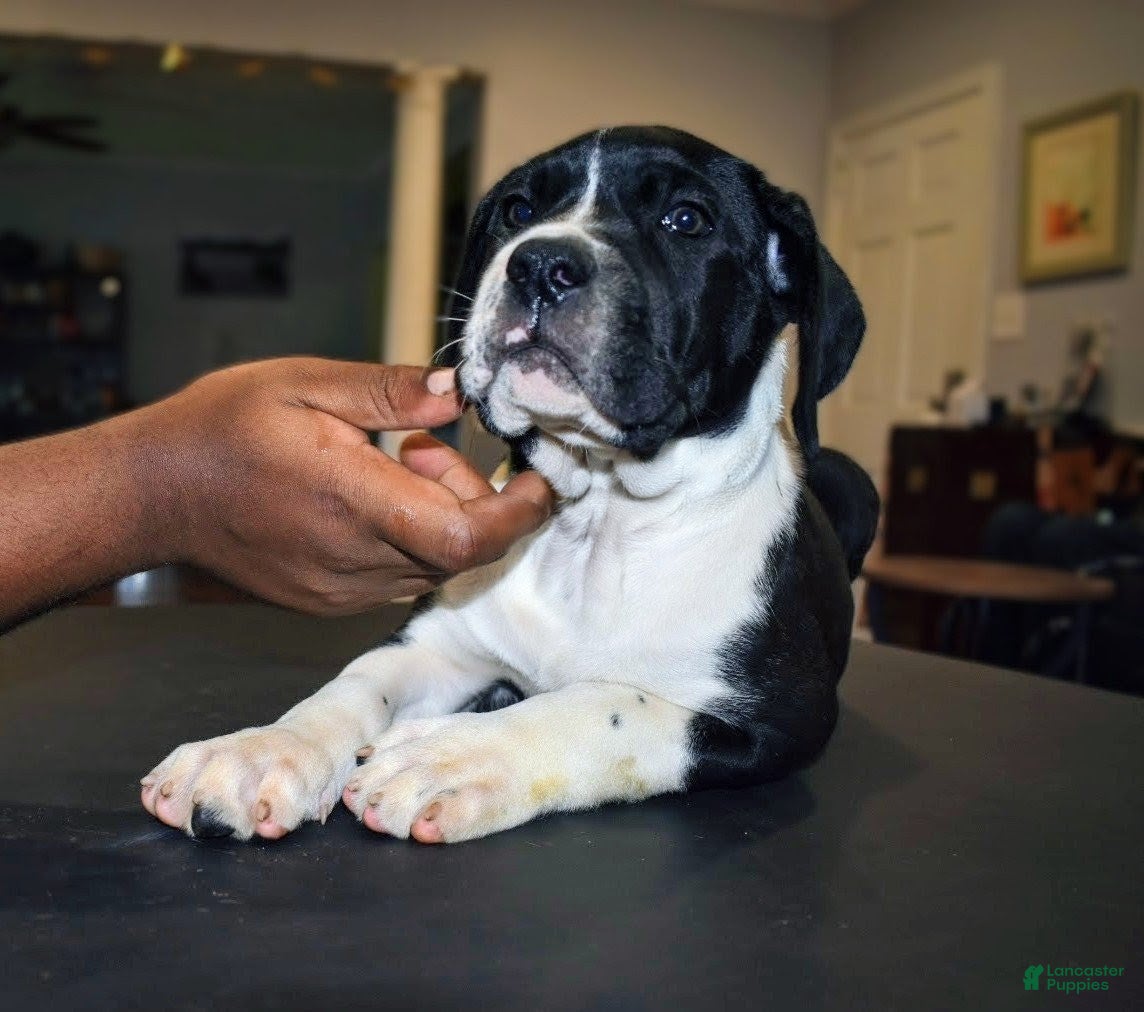 Presa Canario dogs Ms Sky - Ad 2