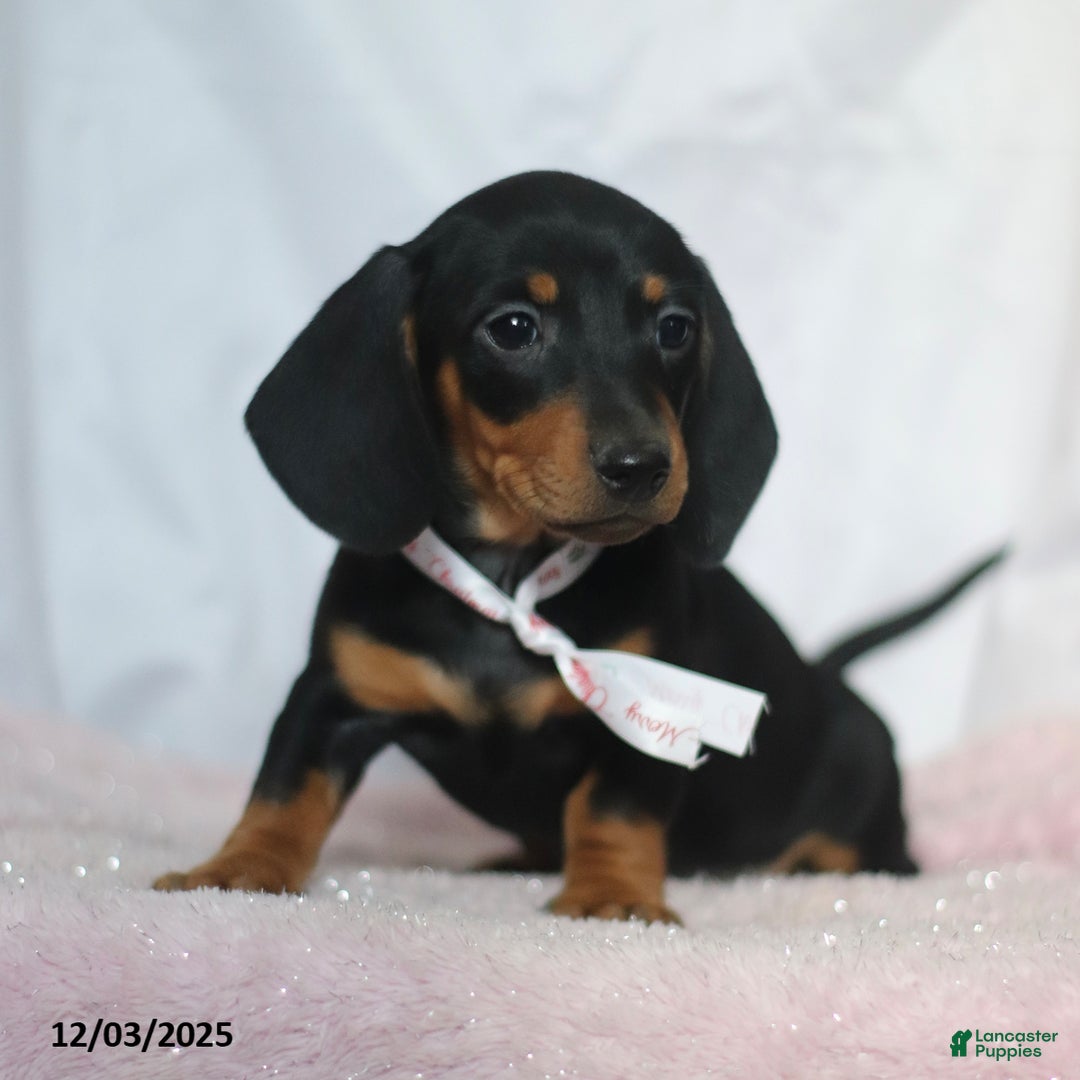 Dachshund dogs for sale: Mandy - Ad 1