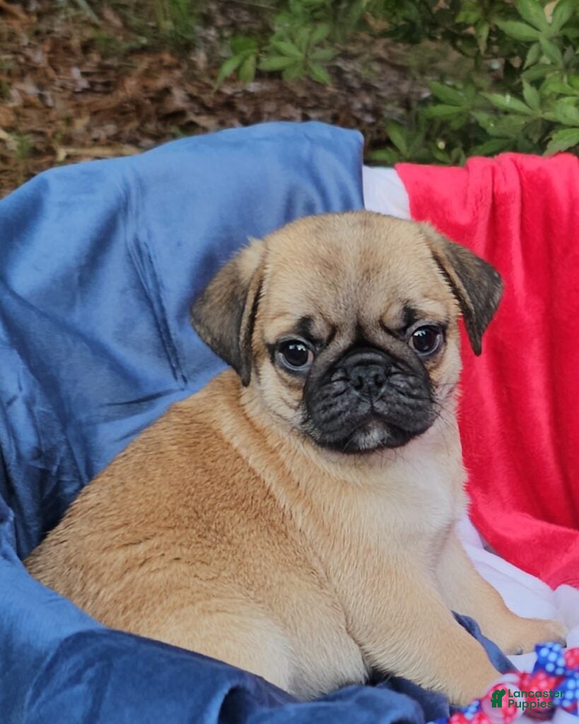 Pug dogs CinnaBear - Ad 19