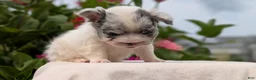French Bulldog dogs for sale: Scout - Ad 11