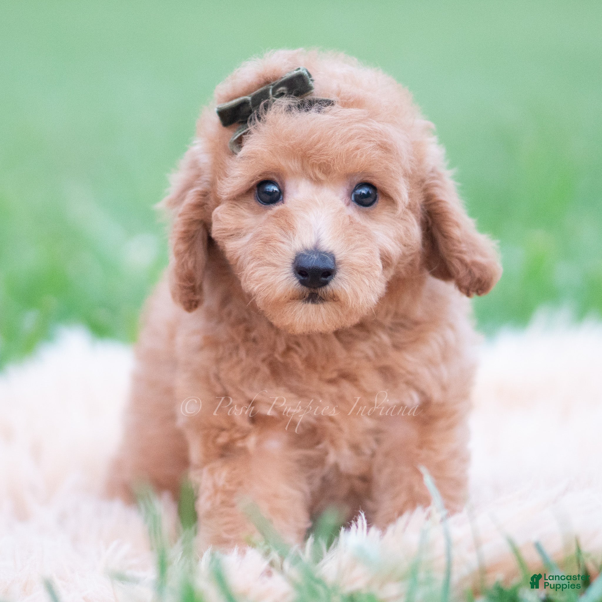 Mini Goldendoodle dogs Sammy - Ad 14