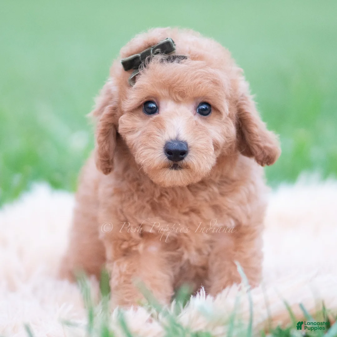 Mini Goldendoodle dogs for sale: Sammy - Ad 1