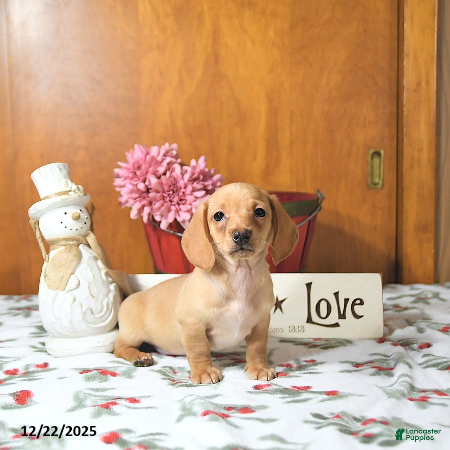 Miniature Dachshund dogs Brad  - Ad 2