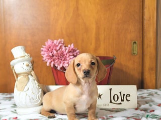 Miniature Dachshund dogs Brad - Ad 2