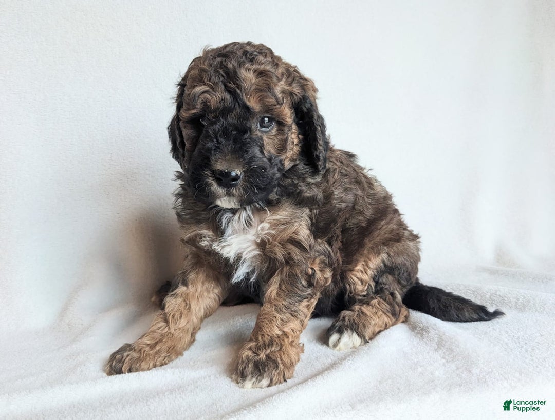 Mini Goldendoodle dogs for sale: Diesel F1B - Ad 1