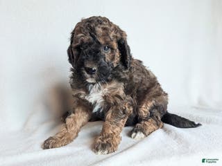 Mini Goldendoodle dogs Diesel F1B - Ad 1