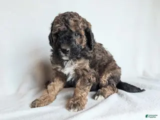 Mini Goldendoodle dogs Diesel F1B - Ad 11