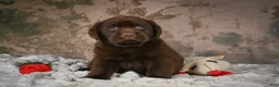 Labrador Retriever dogs for sale: Bruce - Ad 5