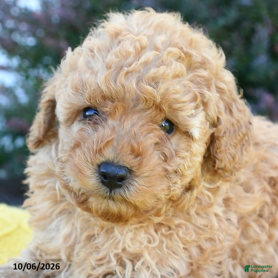 Toy Poodle dogs Elias - Ad 2