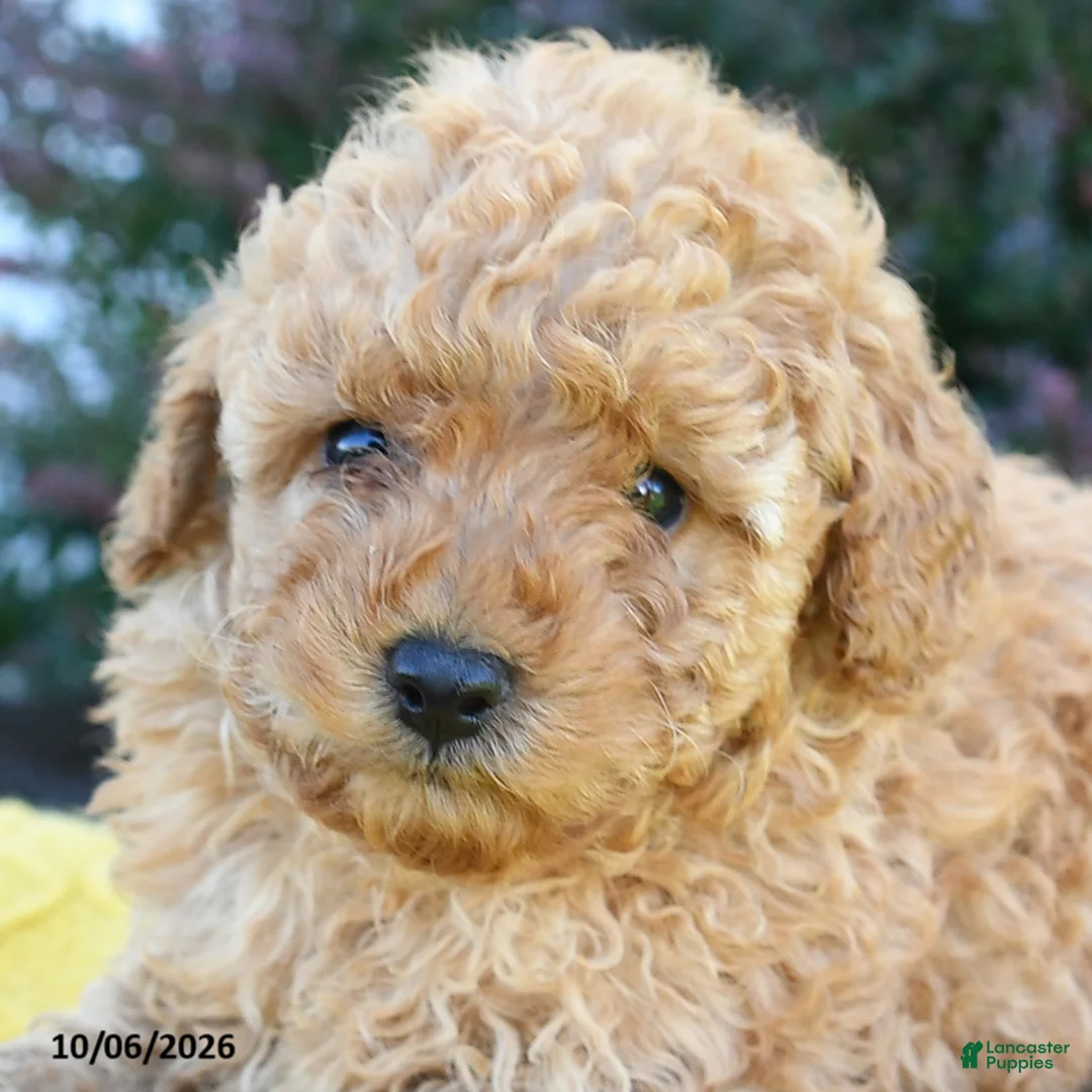 Toy Poodle dogs for sale: Elias - Ad 2