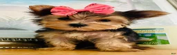 Yorkshire Terrier dogs for sale: Princess (teacup) - Ad 1