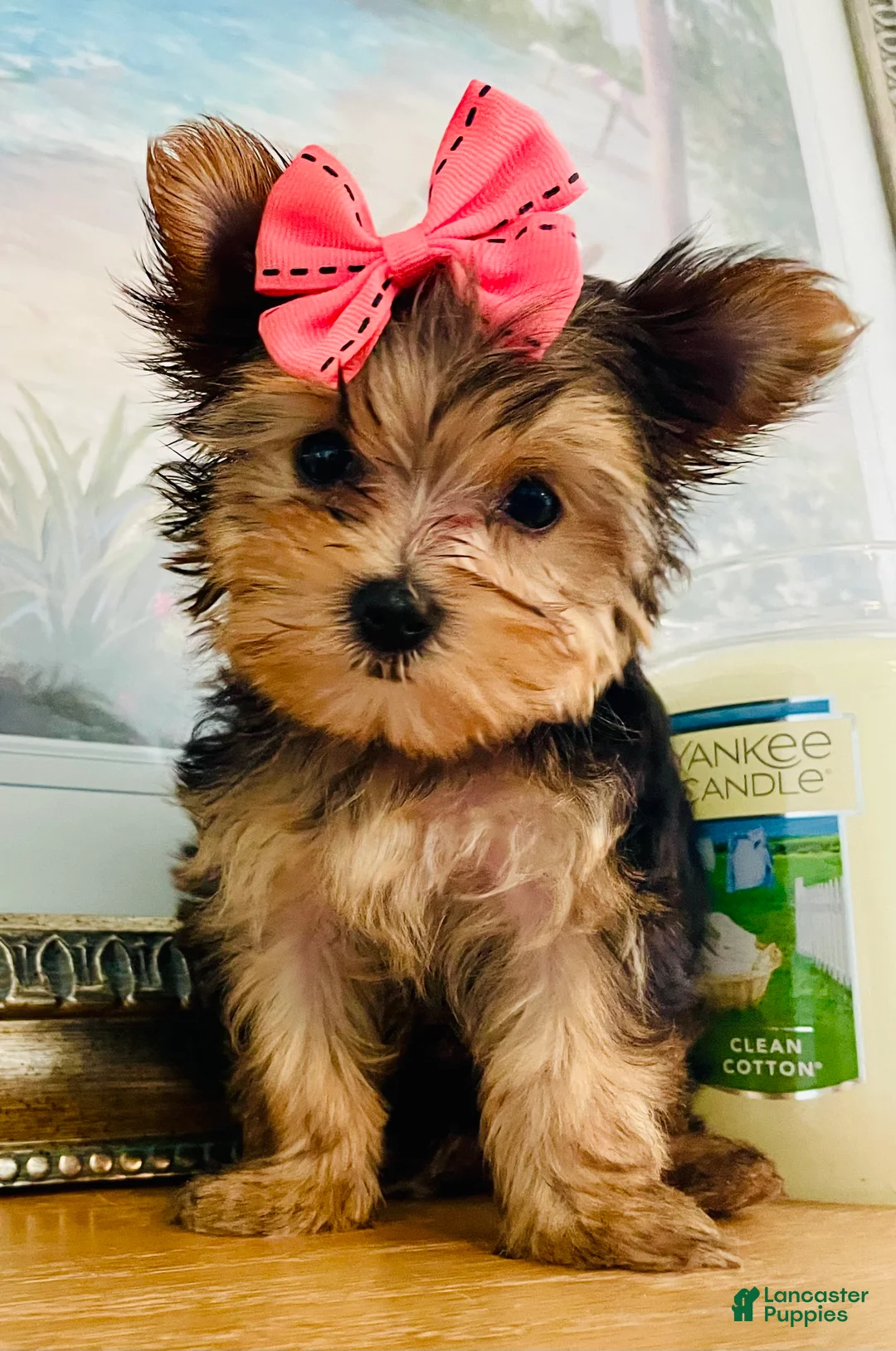 Yorkshire Terrier dogs for sale: Princess (teacup) - Ad 1