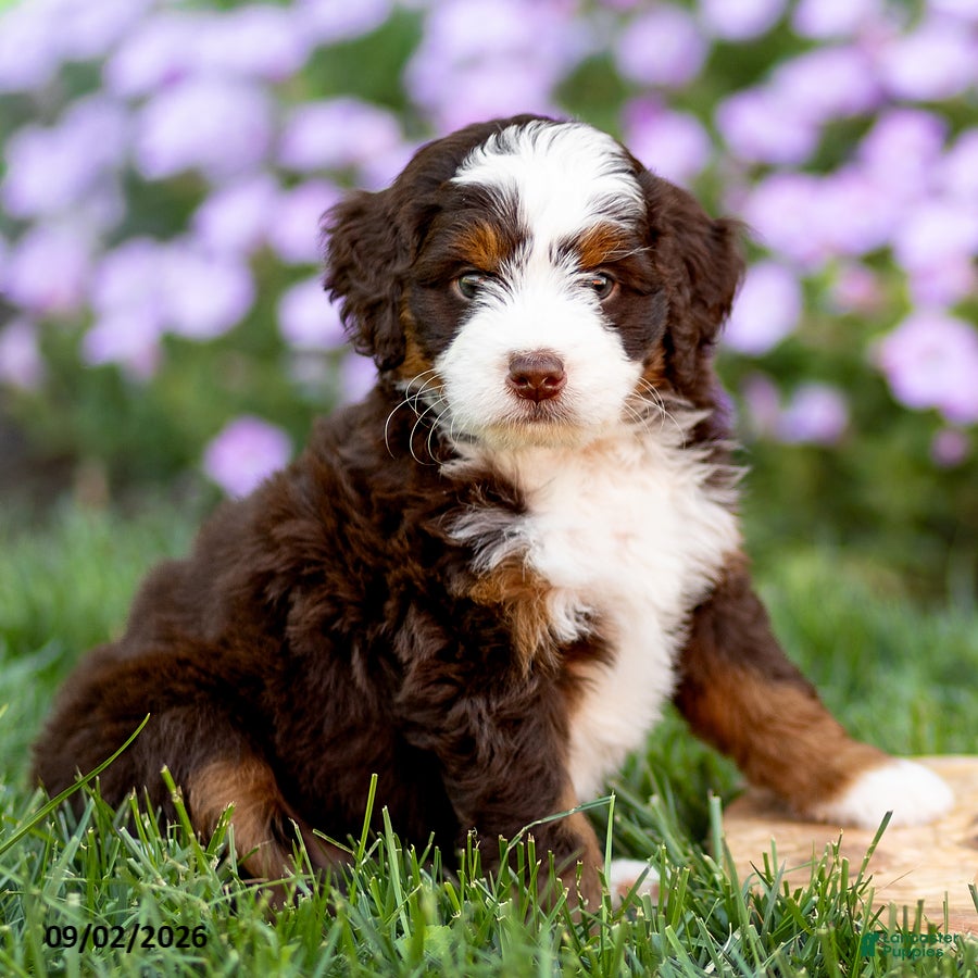 Mini Bernedoodle dogs Gunner - Ad 2