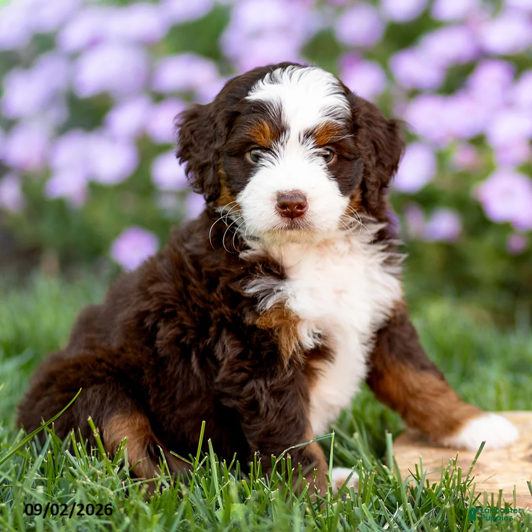 Mini Bernedoodle dogs for sale: Gunner - Ad 2