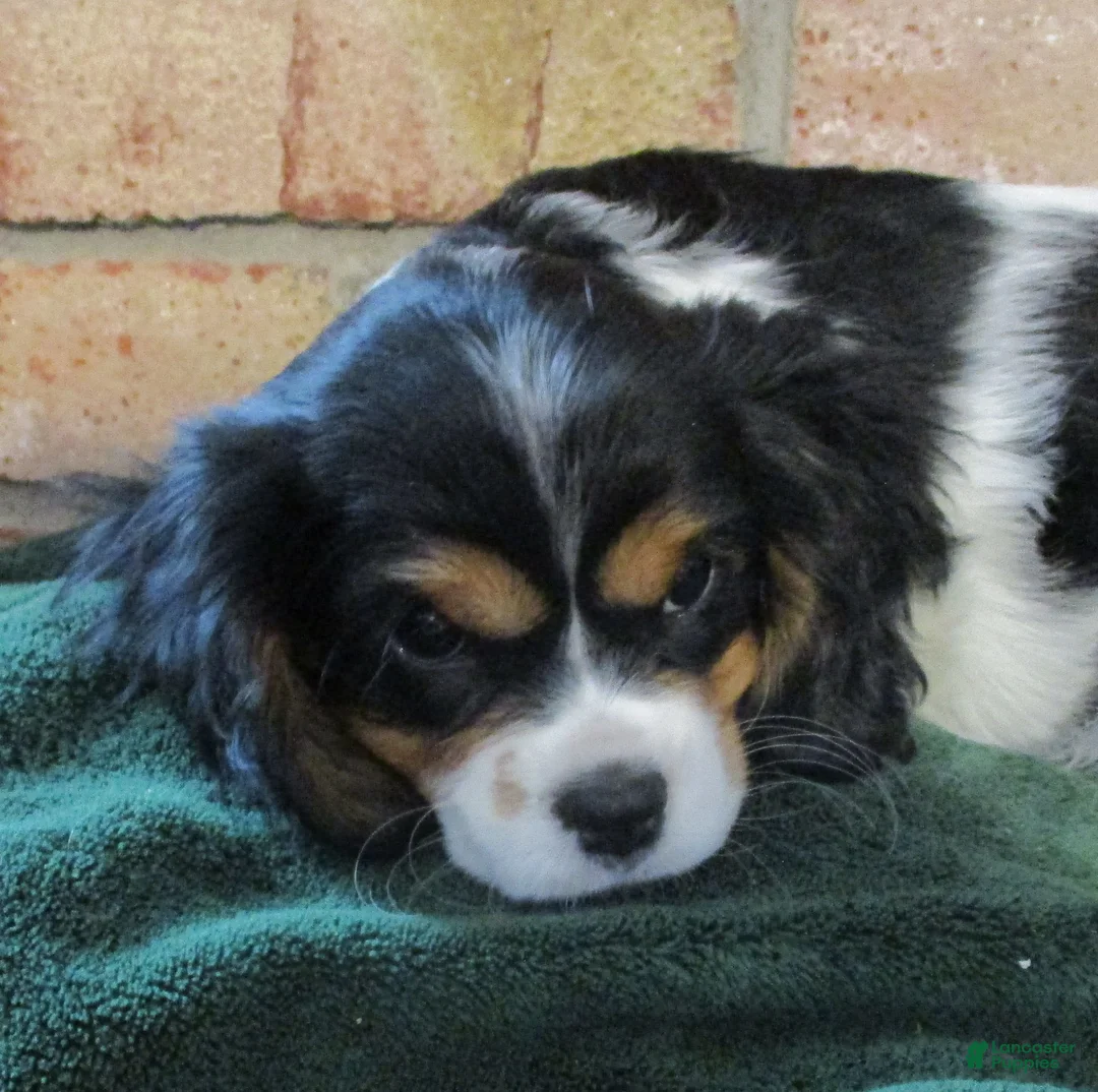 Cavalier King Charles Spaniel dogs for sale: Bella - Ad 5
