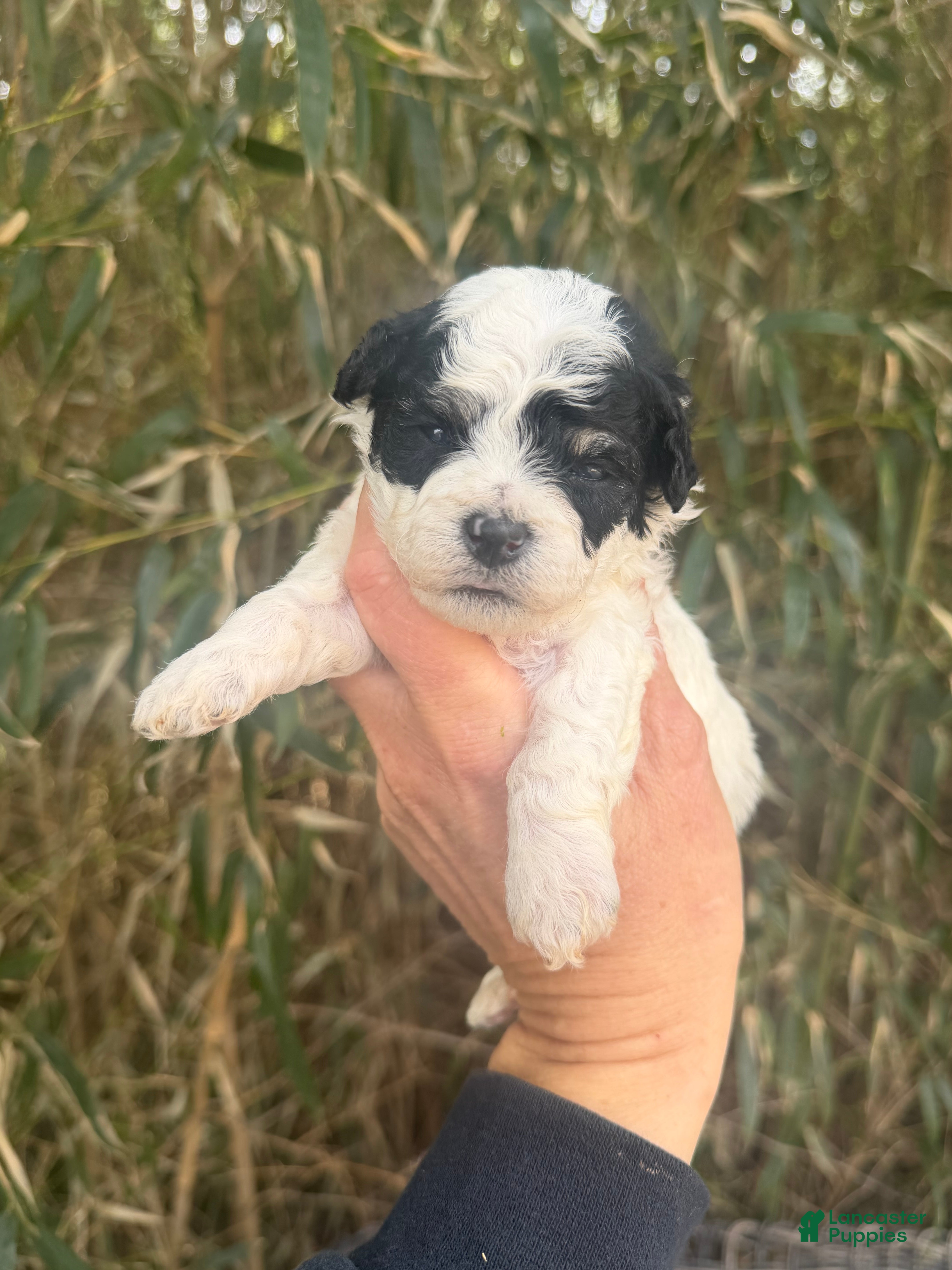 Bichpoo dogs Bichpoo Puppy 1 - Ad 42