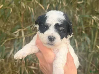 Bichpoo dogs Bichpoo Puppy 1 - Ad 42