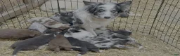 Border Collie dogs for sale: Aspen - Ad 2
