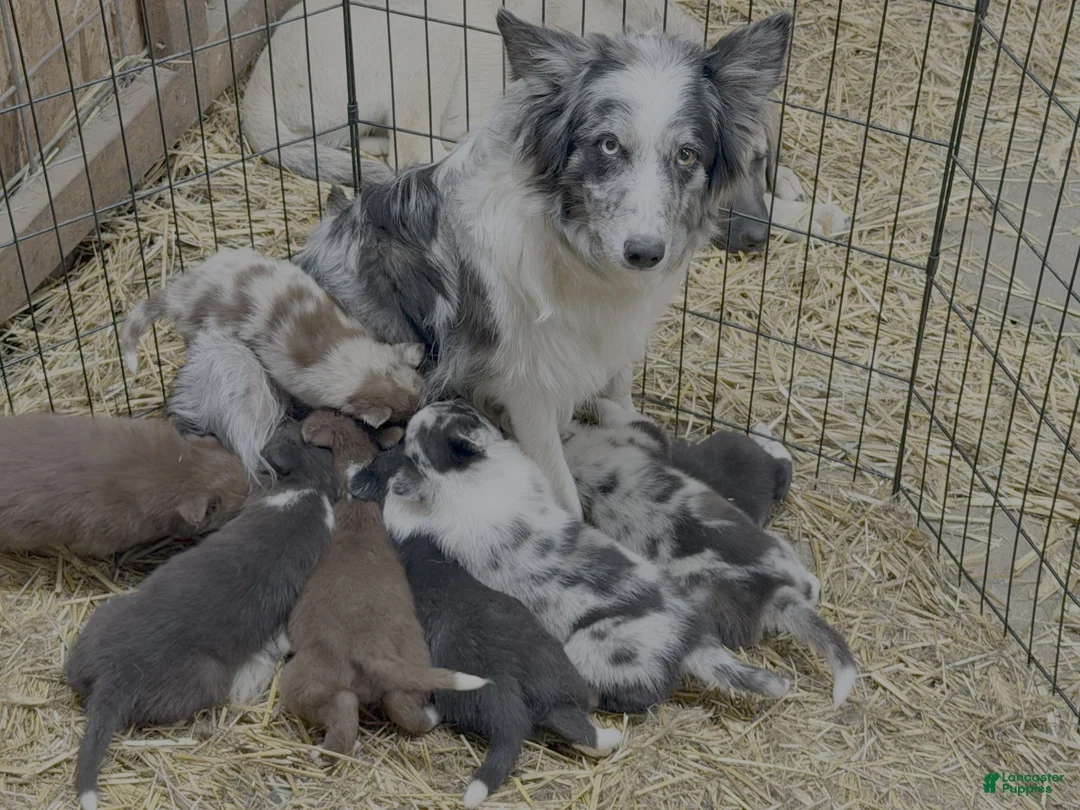 Border Collie dogs for sale: Aspen - Ad 2