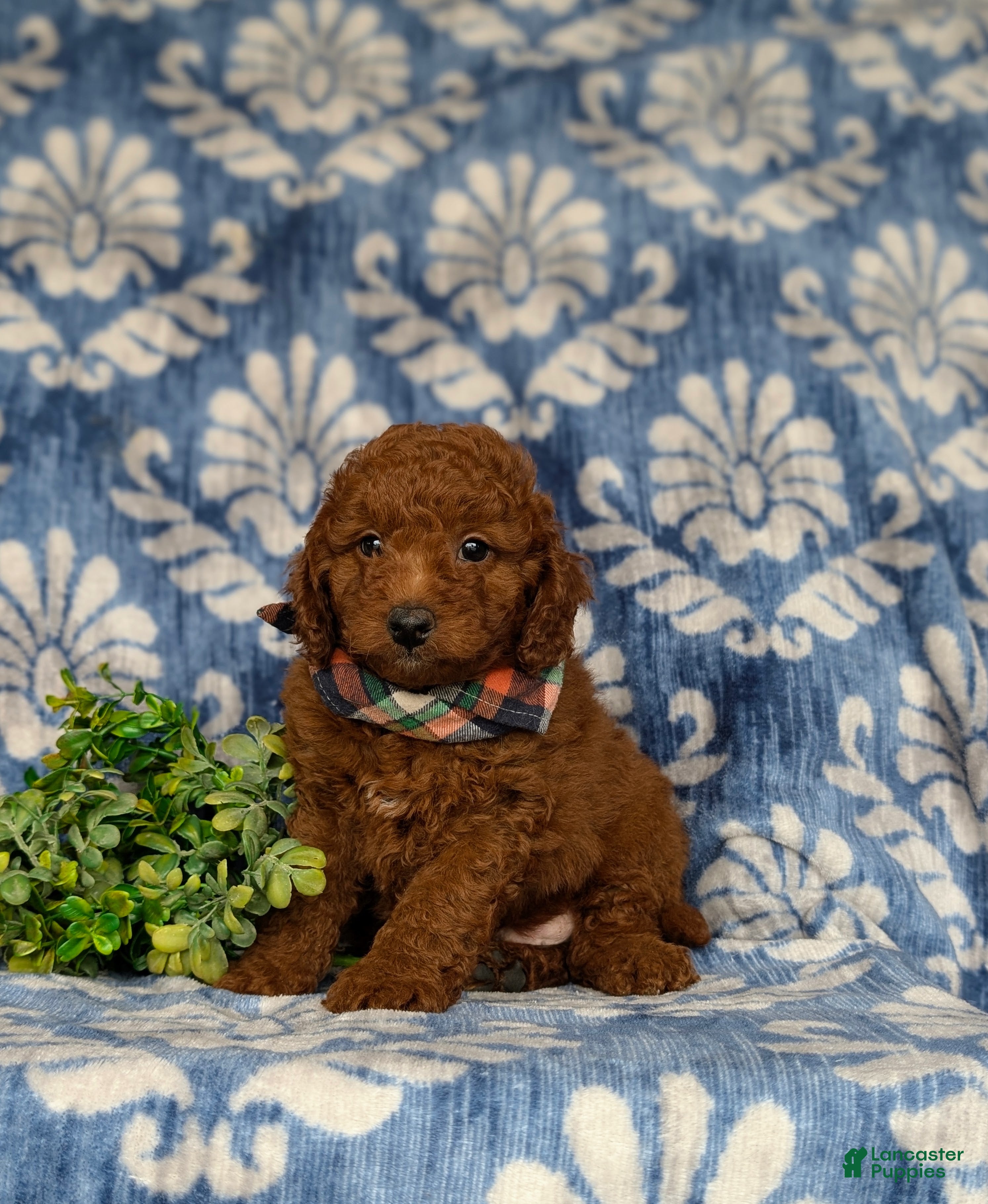 Miniature Poodle dogs Rico - Ad 2