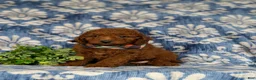 Miniature Poodle dogs for sale: Rico - Ad 2