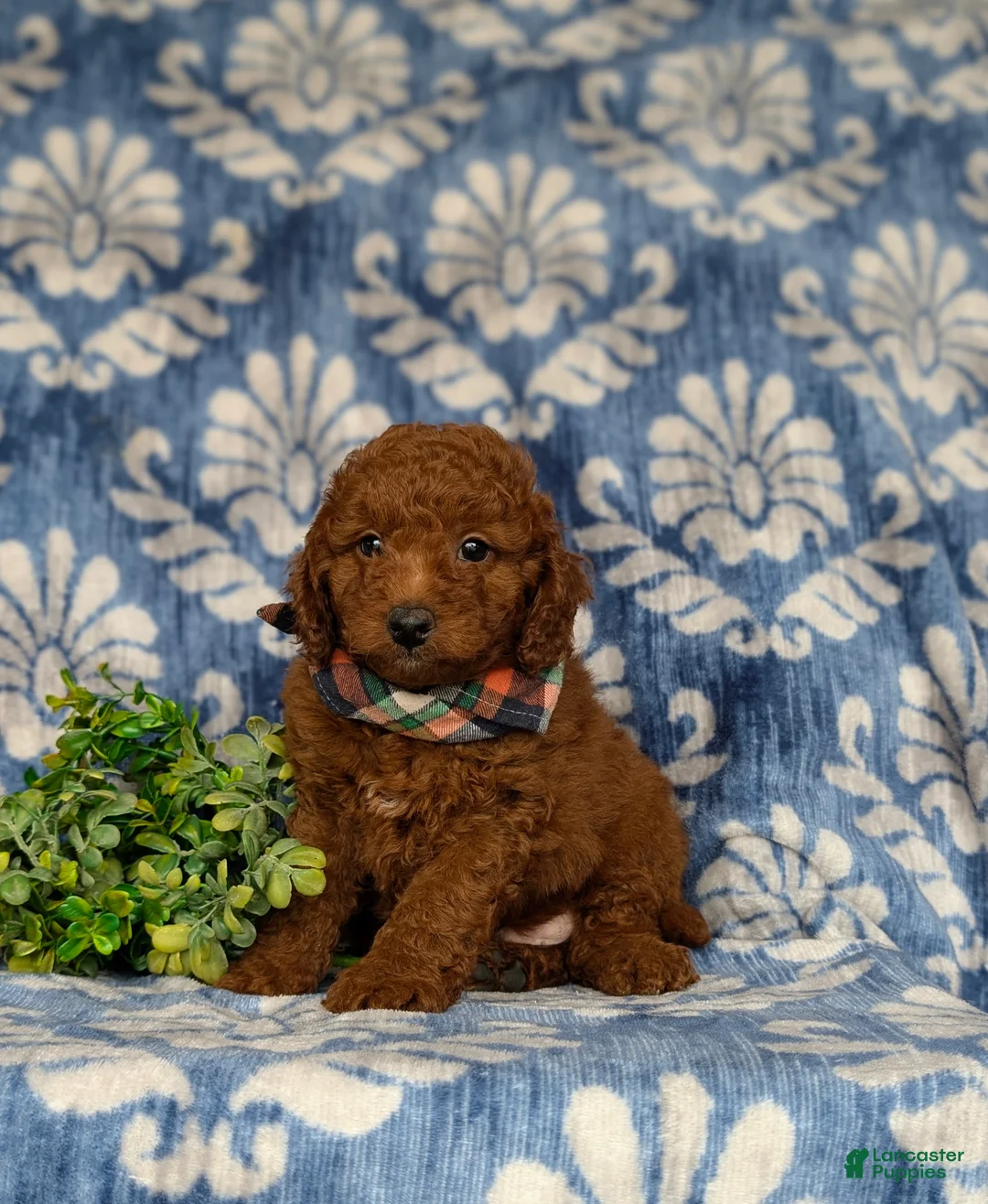 Miniature Poodle dogs for sale: Rico - Ad 2