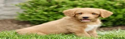 Labradoodle dogs for sale: Shane  - Ad 2