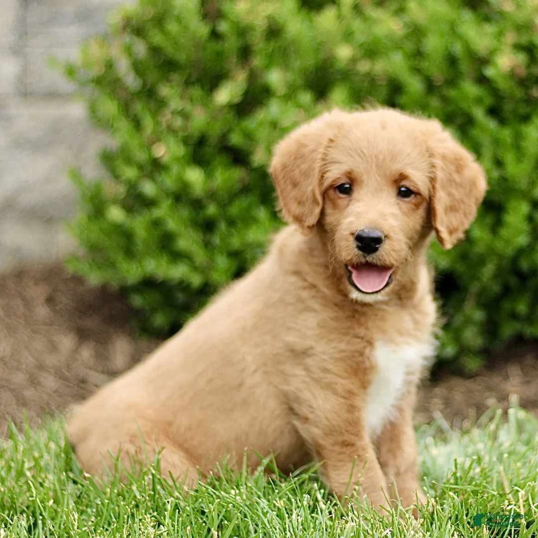 Labradoodle dogs for sale: Shane  - Ad 2