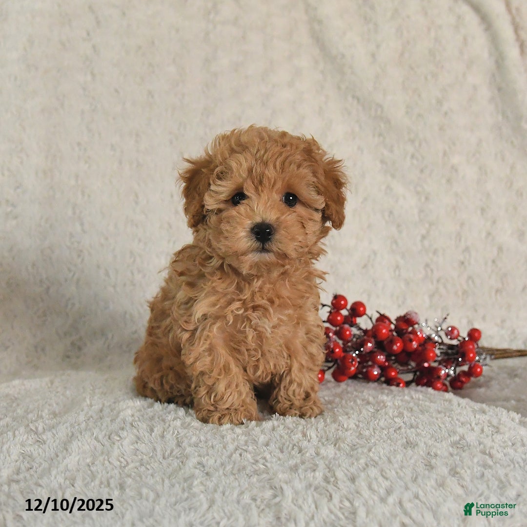Yorkiepoo dogs for sale: Ranger - Ad 1