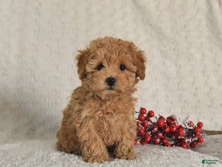 Yorkiepoo dogs Ranger - Ad 41