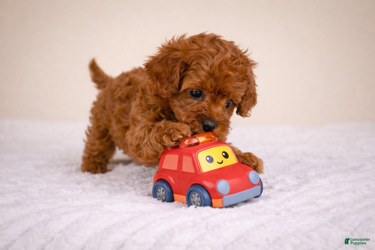 Cavapoo dogs LUCY - Ad 1