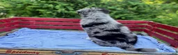 Australian Shepherd dogs for sale: Pokie - Ad 2