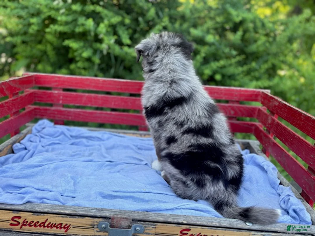 Australian Shepherd dogs for sale: Pokie - Ad 2