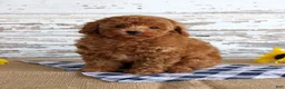 Toy Poodle dogs for sale: Bingo - Ad 3
