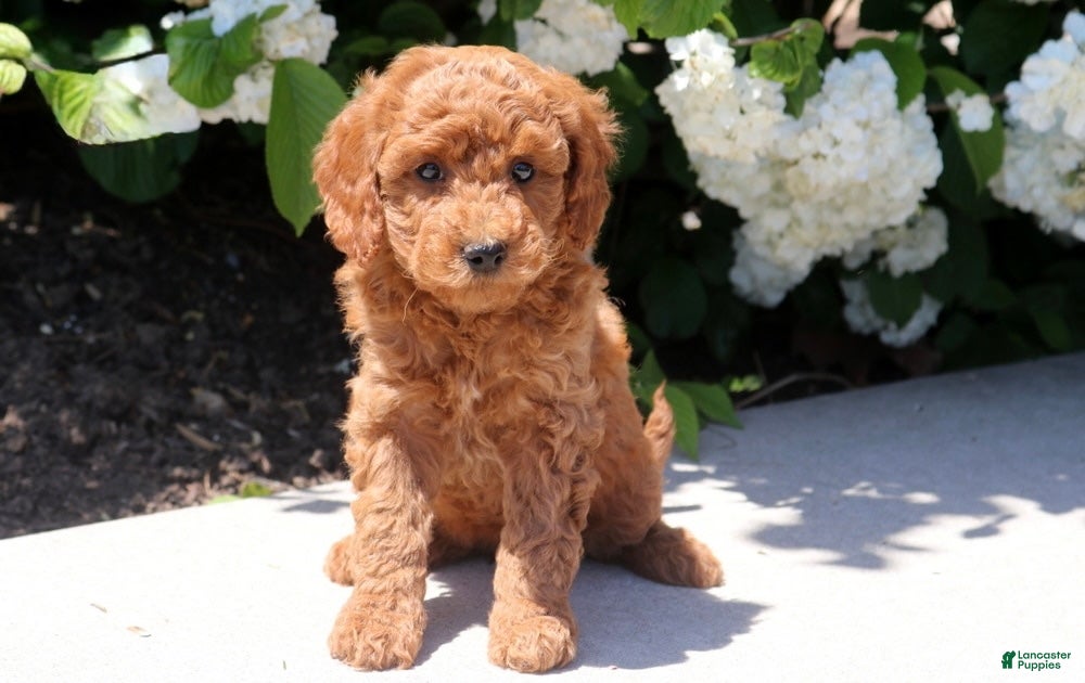 Mini Goldendoodle dogs Tootsie - Ad 9