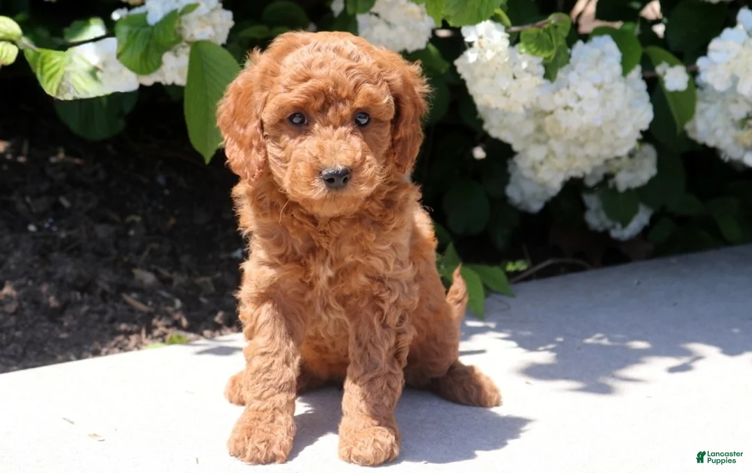 Mini Goldendoodle dogs for sale: Tootsie - Ad 1