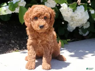 Mini Goldendoodle dogs Tootsie - Ad 26