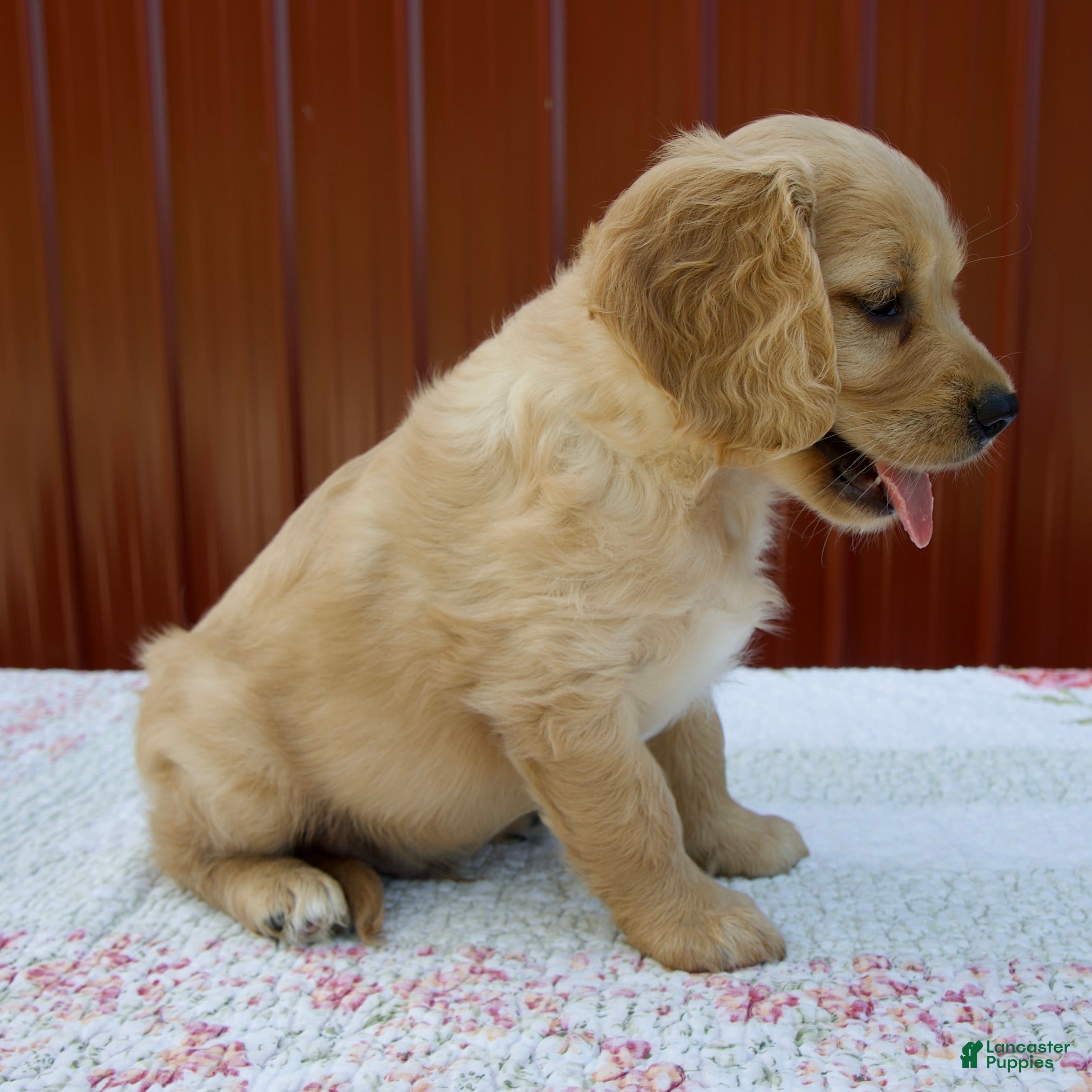 Miniature Golden Retriever dogs Gus - Ad 2